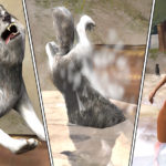 Riddles Lolicon 3D Images The Wolf Among Us Rachel Clementine (83)