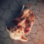 Tchaikovsky2 3D Furry Lolicon Collection Vol. 2